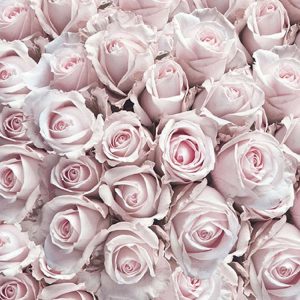 Papieren servetten Pastel Roses
